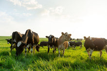 Load image into Gallery viewer, Pasture Perfect